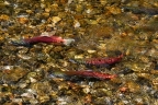 Kokanee Salmon return to Taylor Creek: 640x425